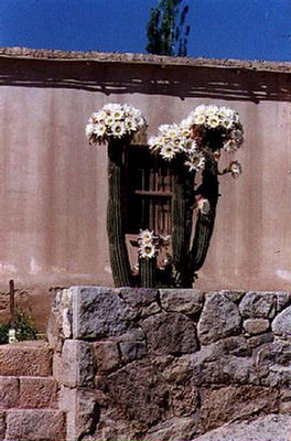 Unsplashed imagen Cardón florecido frente de una casa de Cachi en la Provincia de Salta