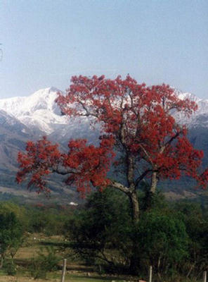 Imagen del árbol de ceibo y el nevado de las montañas de Cachi, provincia de Salta.