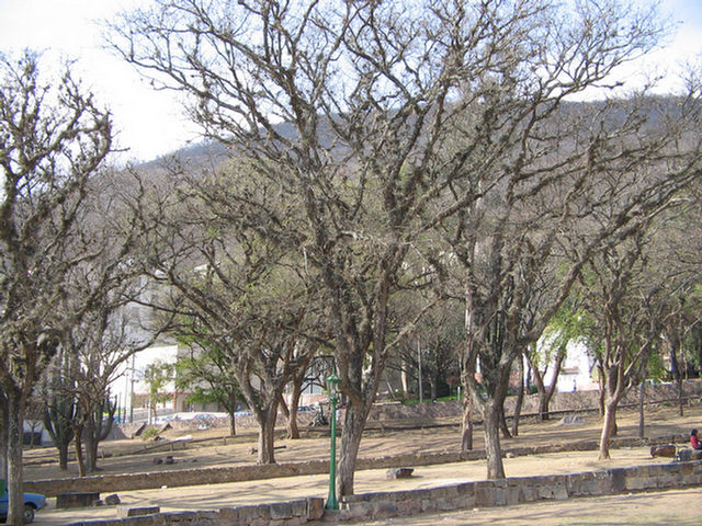 Foto de distintos árboles que se encuentran en el monumento a Güemes en Salta