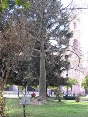 Foto de un árbol conocido como Palo Borracho en la plaza 9 de Julio.