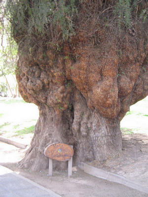Foto del árbol mas añejo de la plaza 9 de Julio.