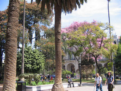 Foto de árboles de lapachos en la Plaza 9 de Julio de Salta.