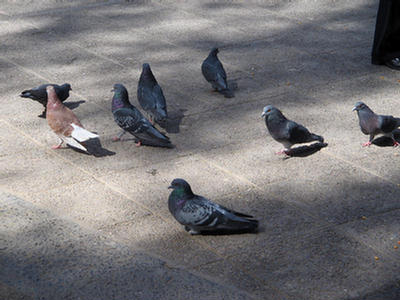 Foto de las palomas mensajeras en la Plaza 9 de Julio en Salta.